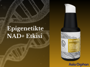 epigenetik nedir